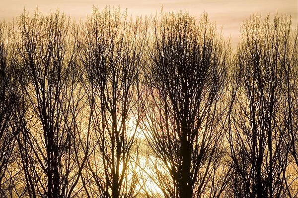 Lombardy Poplar Trees with sunset behind. Norfolk - UK