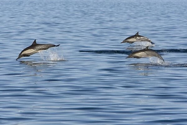 Long-Beaked Common Dolphin - leaping - Baja California - Mexico