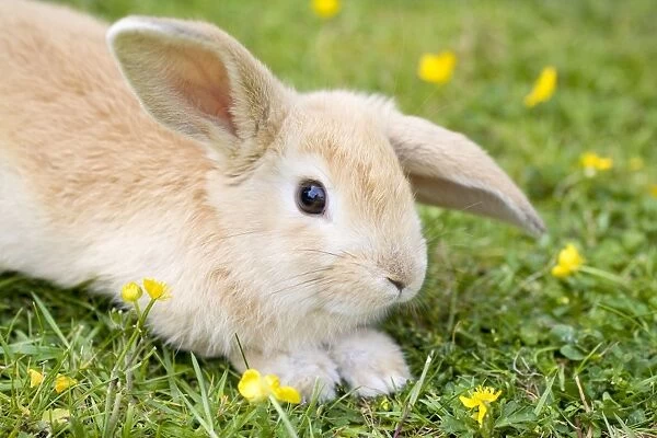 Lop Eared Rabbit - juvenile on garden lawn