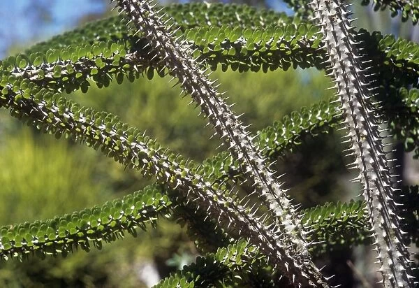 Madagascan Ocotillo - Detail of branches