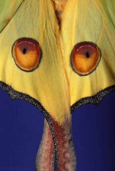 Madagascar Moon Moth - Detail of wings Madagascar
