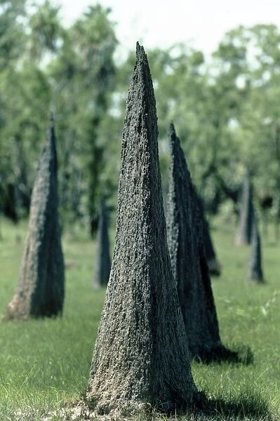 Magnetic Termite Mounds - N. T. Australia