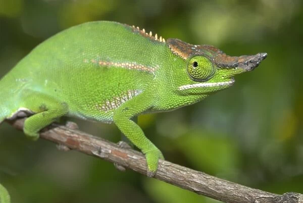 Male Chameleon. On branch. Madagascar