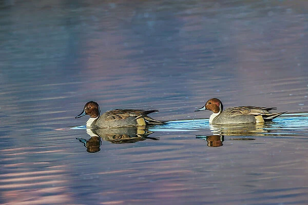 Male and female Northern pintail ducks. Bosque del Apache National Wildlife Refuge, New Mexico Date: 01-01-2000