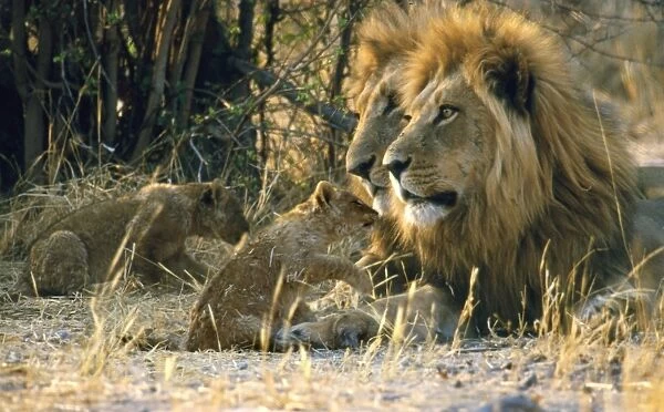 Male Lions CRH 927 With cubs - Moremi, Botswana Panthera leo © Chris Harvey  /  ardea. com