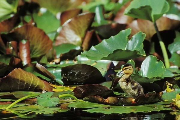 Mallard duck - duckling on lily pad bd671