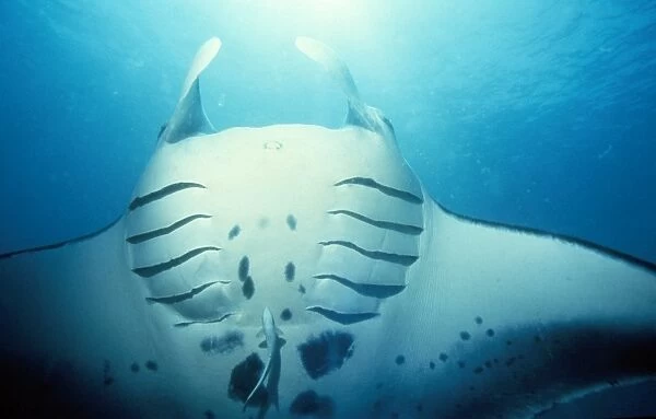 Manta Ray - in feeding mode showing distended gill slits