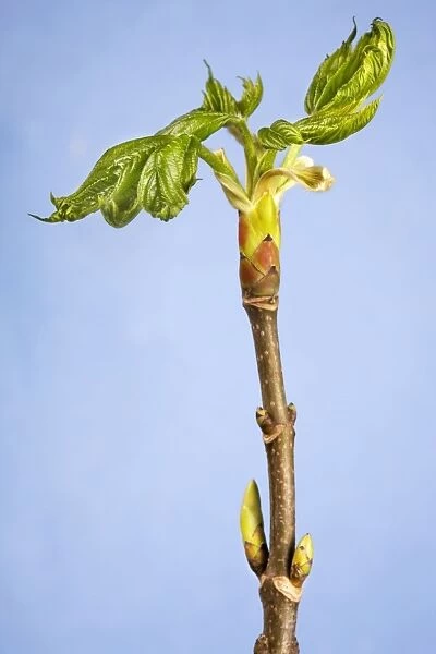 Maple of Ahorn leaf