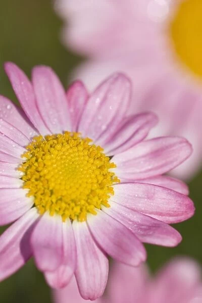 Marguerite Daisy - pink flowers Norfolk UK