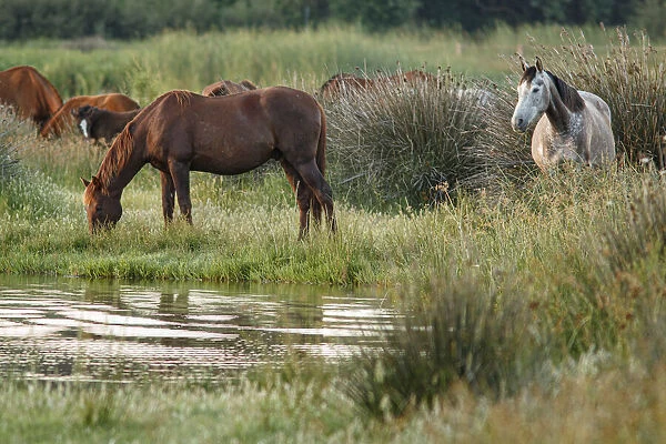 Marismeno Horse ~ breed of horse endemic from marshes of the Guadalquivir River ~ Donana National Park, Spain