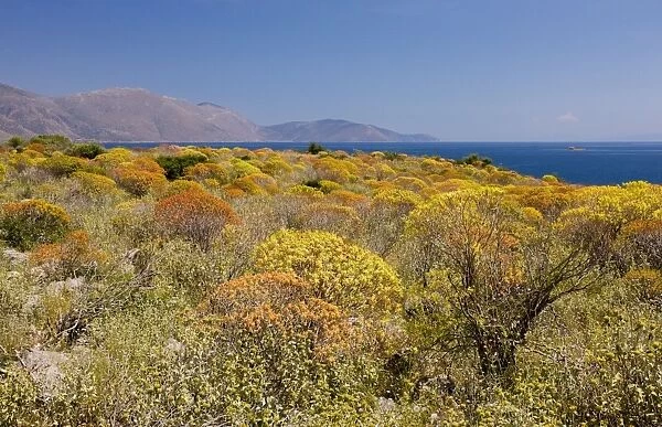 Mass of Tree Spurge - beginning to colour up; on the shores of the Gulf of Corinth (Korinth) Greece