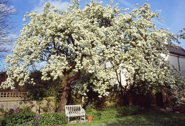 Mature Pear Tree - in blossom