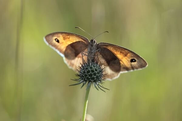 Meadow Brown Butterfly - warming itself in early morning sunshine, Hessen, Germany