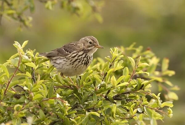 Meadow Pipit - perched on top of a bush looking for food - May - Shell Island - North Wales - UK