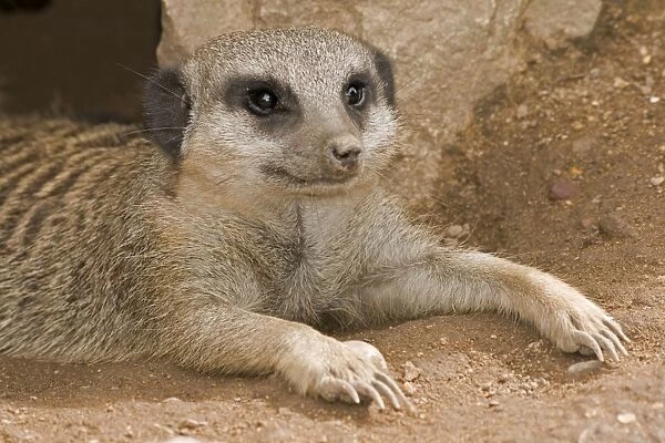 Meerkat - lying down with claws outstretched