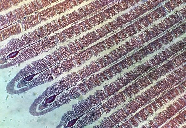 Microscopic Fish Gill