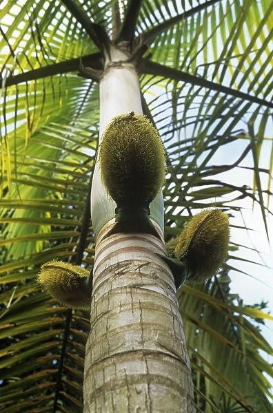 Millionaire's Salad Tree - Palm nuts on millionaire's salad trunk also known as: chou palmiste, palmiste, millionaires salad and cabbage palm. Seychelles