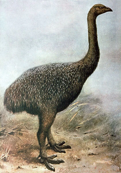 Moa bird painting - extinct
