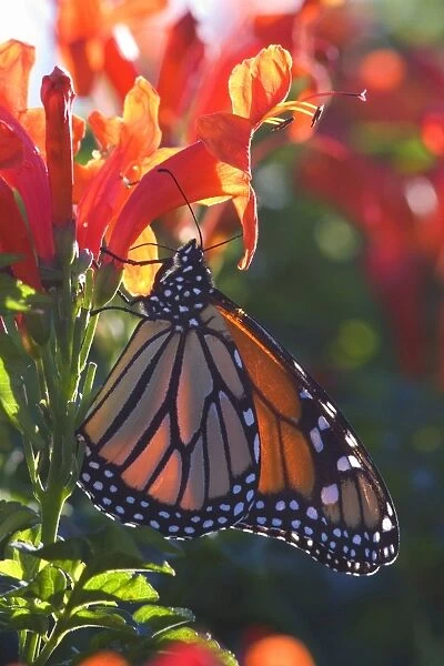 Monarch Butterfly clings to a red-flowered plant basking in the sun to warm up in early morning Coromandel Peninsula, North Island, New Zealand