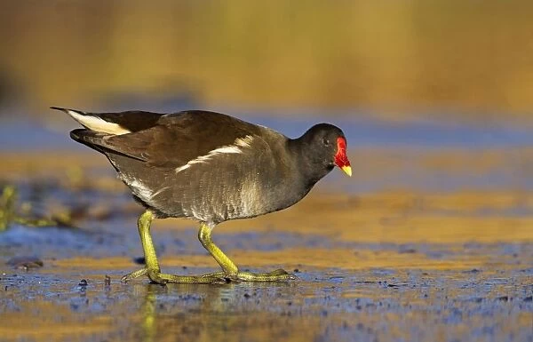 Moorhen - walking on thin ice in early morning light - December - Cannock - England