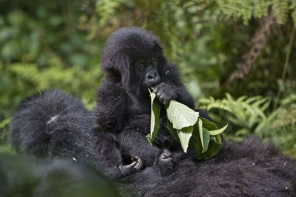 Mountain Gorilla - Baby riding on mother's back and chewing leaf. Virunga Volcanoes National Park - Rwanda. Endangered Species