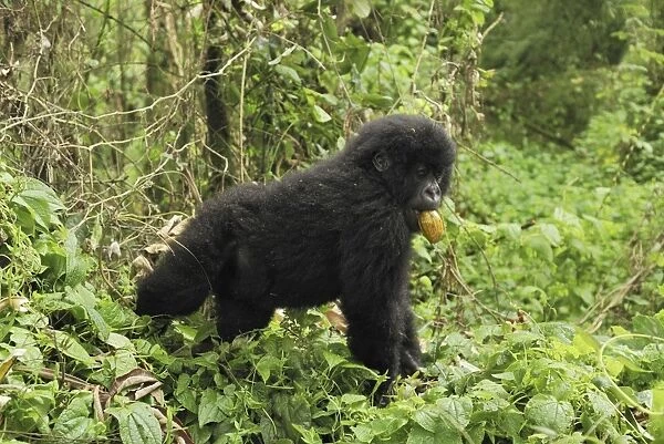 Mountain Gorilla - eating a fruit Volcanoes National Park, Rwanda
