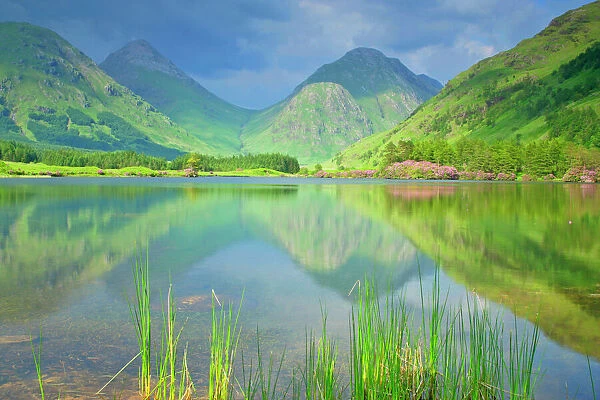 Mountain Scenery reflection of Buachaille Etive Beag and Mor in lake during springtime with Rhododendron ponticum growing along the shores Glen Etive, Glencoe area, Highlands, Scotland, UK