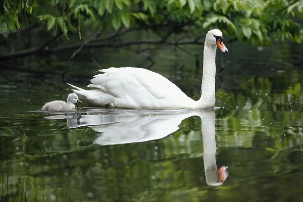 Mute Swan - adult with cygnet on lake - Hessen - Germany