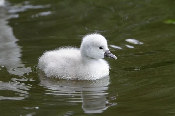 Mute Swan - cygnet swimming on lake - Hessen - Germany