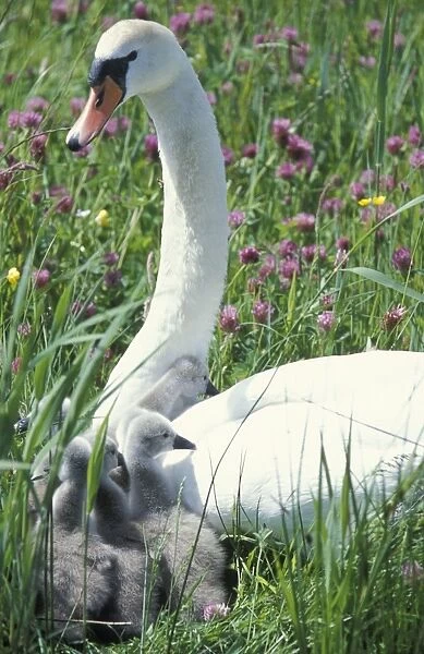 Mute swan - Female with juveniles in flowering meadow