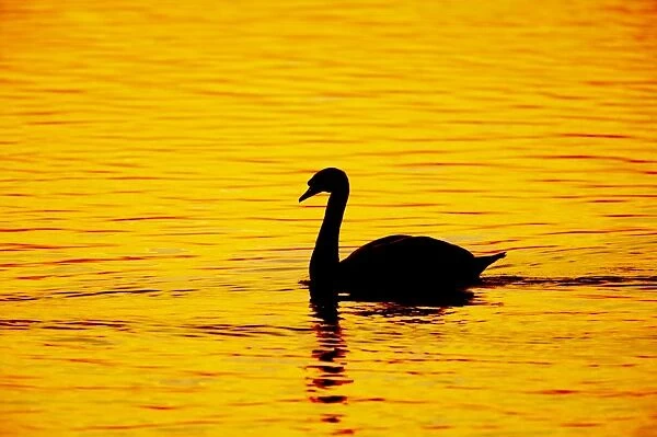 Mute Swan - Sunset - Welney WWT - Ouse Washes - Norfolk - UK BI015260