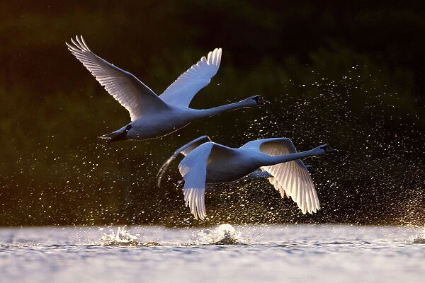 Mute Swans - two birds taking off from water in early morning light - UK