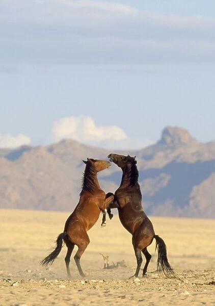 Namib Desert Horse - feral descendants of horses which probably were left behind by german troops in early 1900. Stallions, fighting