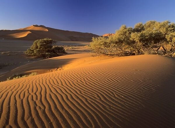 Namib desert red dunes at Sossusvlei with sand ripples Namib Naukluft Park, Namibia, Africa
