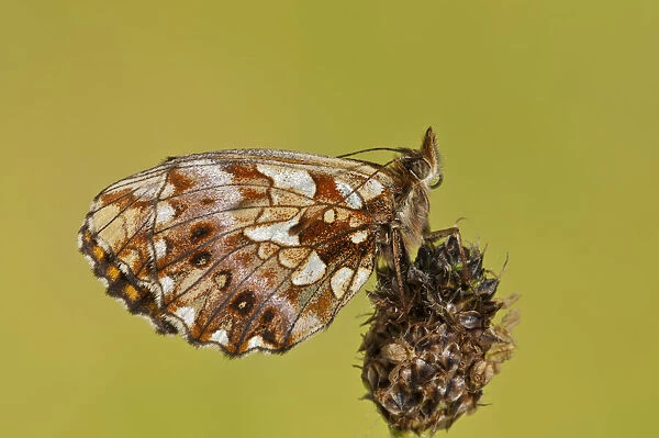 NFP 1187. Weavers fritillary (Boloria dia) resting on unknown plant, Piedmont, Italy Date