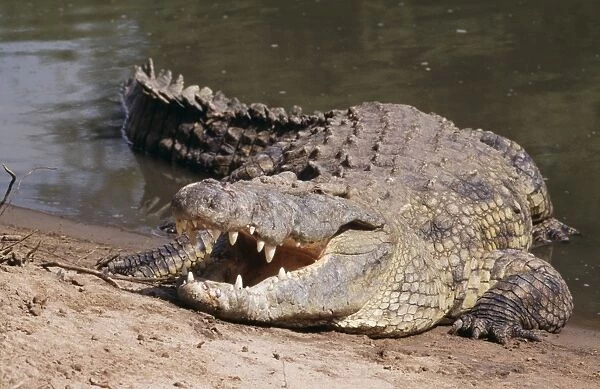 Nile Crocodile - with jaws open ti dissipate excess heat; cooling strategy