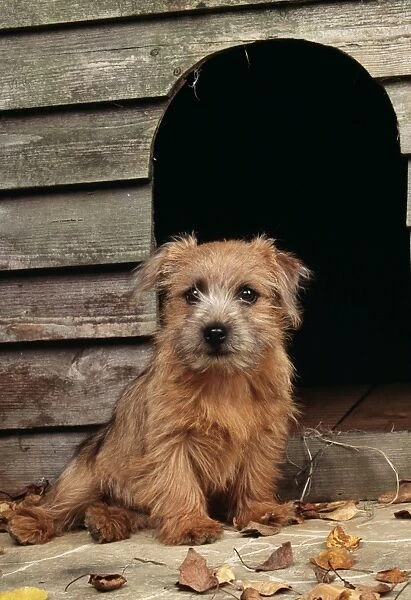 Norfolk Terrier Dog JD 16473 Puppy sitting outside kennel © John Daniels  /  ardea. com