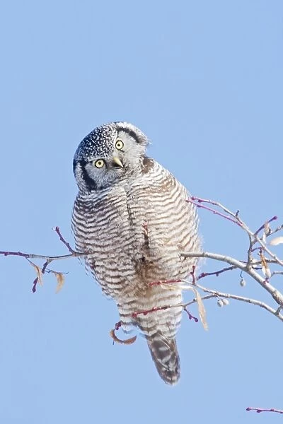 Northern Hawk Owl - New Hampshire - USA - January