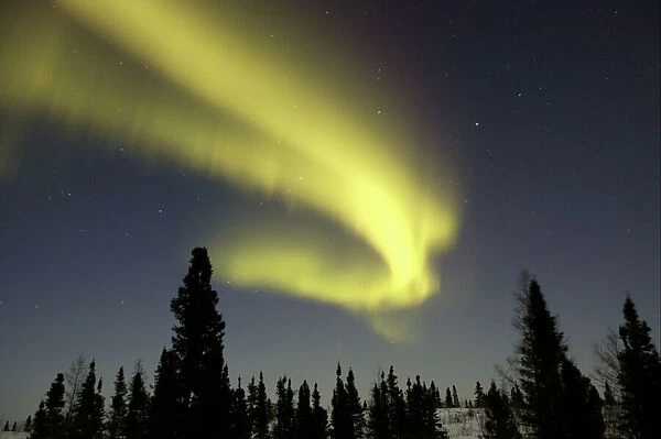 Northern lights  /  Aurora borealis - in night sky over conifer forest. Churchill. Manitoba. Canada