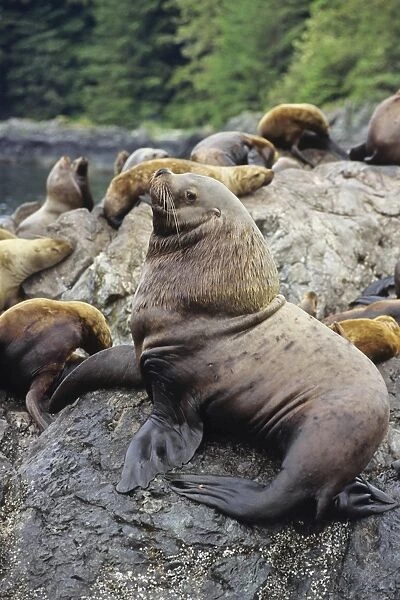 Northern or Steller Sea Lions - bull guarding territory and harem. Pacific Northwest. ML479
