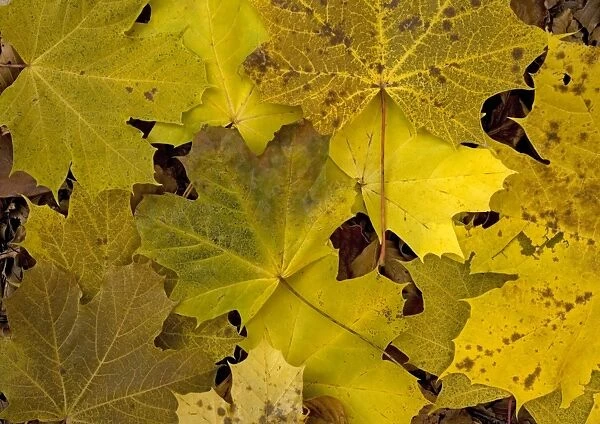 Norway Maple leaves in autumn colour