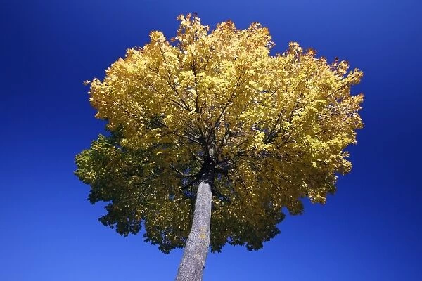Norway Maple Tree - autumn - Lower Saxony - Germany