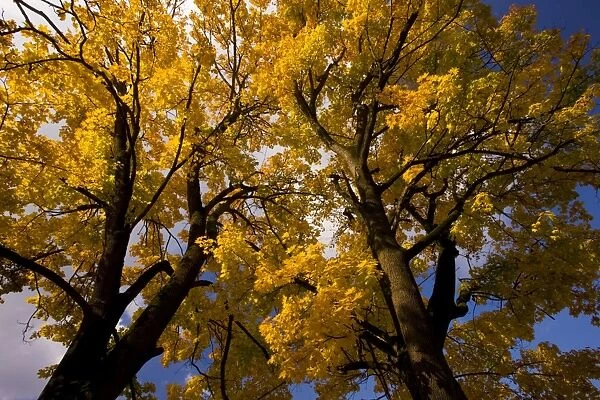 Norway maples Acer platanoides in full autumn colour, Romania
