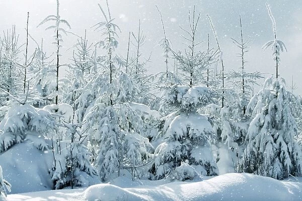 Norway Spruce Snowing in winter, Belguim