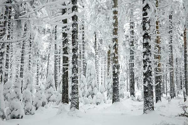 Norway Spruce - trees covered in snow and ice - Harz Mountains National Park - Lower Saxony - Germany