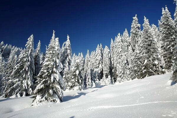 Norway Spruce Trees - covered in winter snow - Brocken mountain - National Park Hochharz - Saxony-Anhalt - Germany