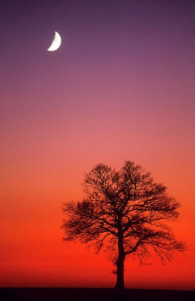 Oak Tree - & half moon in winter dusk