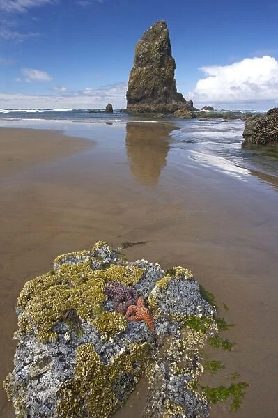 Ochre Sea Stars exposed at high tide with sea stack in background Cannon Beach, Oregon, USA LA000958