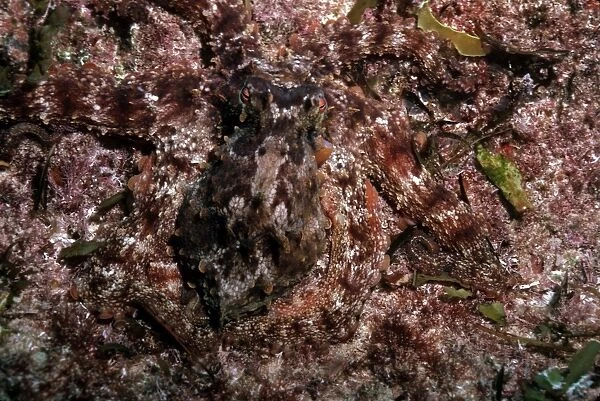Octopus - A master of camouflage, this large octopus blends into its surroundings perfectly Komodo Is. Marine Park. Indonesia