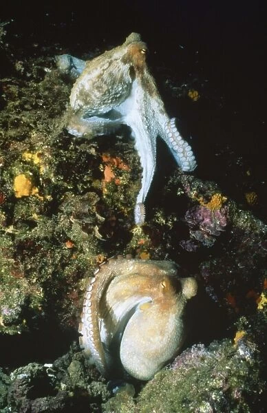 Octopus - pair mating  /  courting Mediterranean